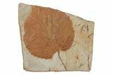Fossil Leaf (Davidia) - Montana #215543-1